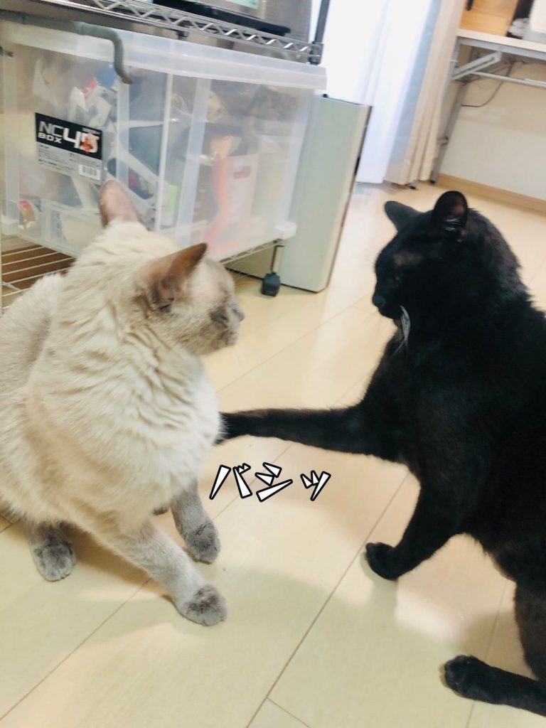 スタッフブログ | 大分ニャンたろう