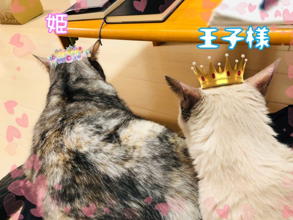 にゃんたろうページ 713evErj3JL._UF350,350_QL50_.jpg