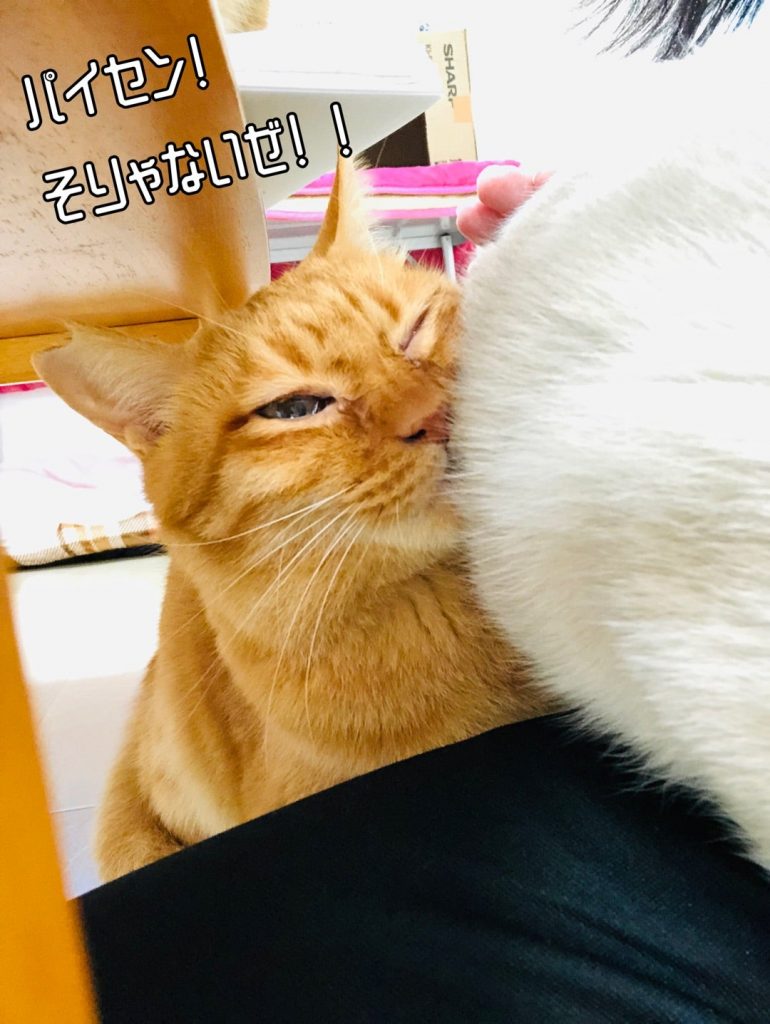 スタッフブログ | 大分ニャンたろう