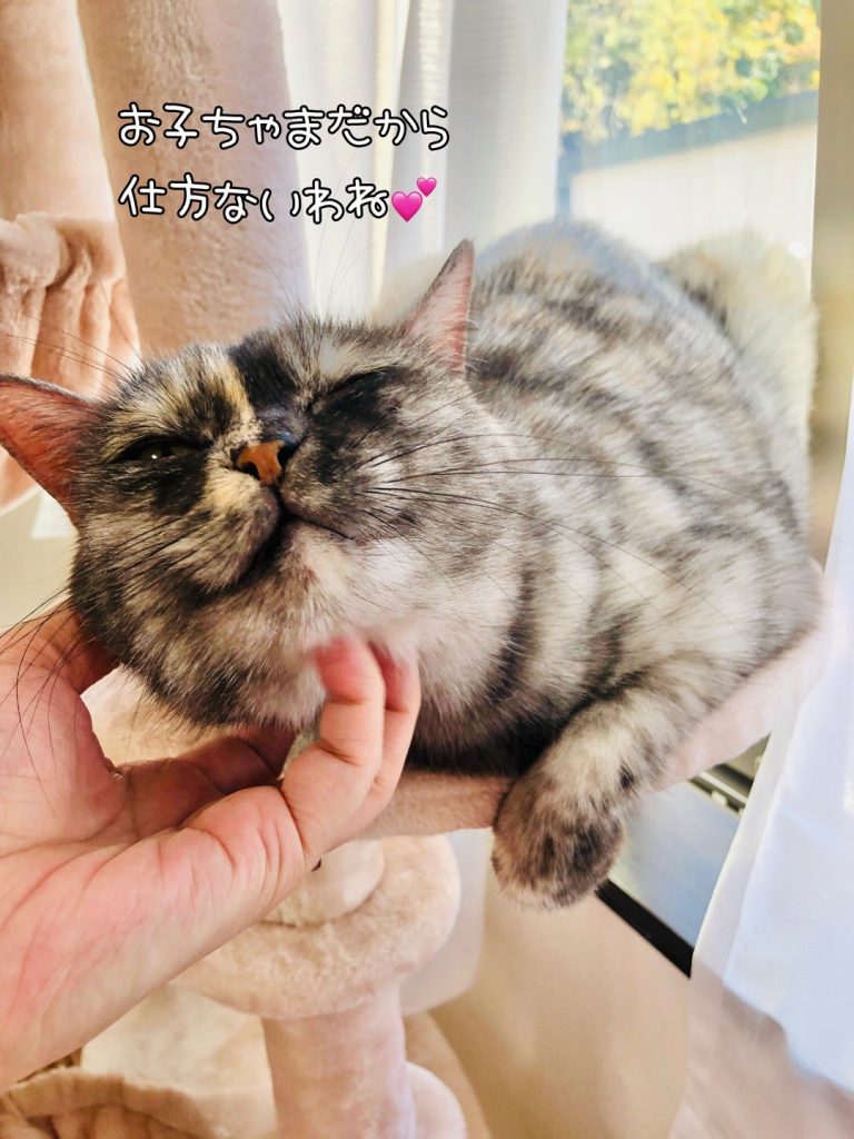 スタッフブログ | 大分ニャンたろう